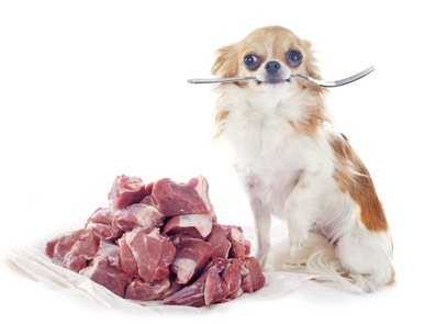 dog diet and nutrition