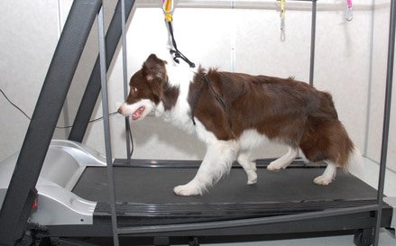 Comment doser les exercices pour chien