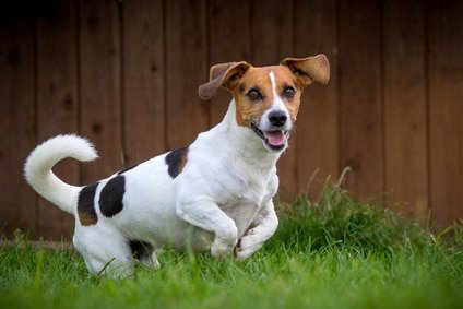Le Jack Russell Terrier : éducation, comportement, caractère...